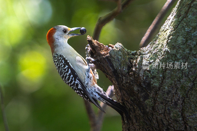 红腹啄木鸟(Melanerpes carolinus)，卡罗莱纳的红腹啄木鸟。